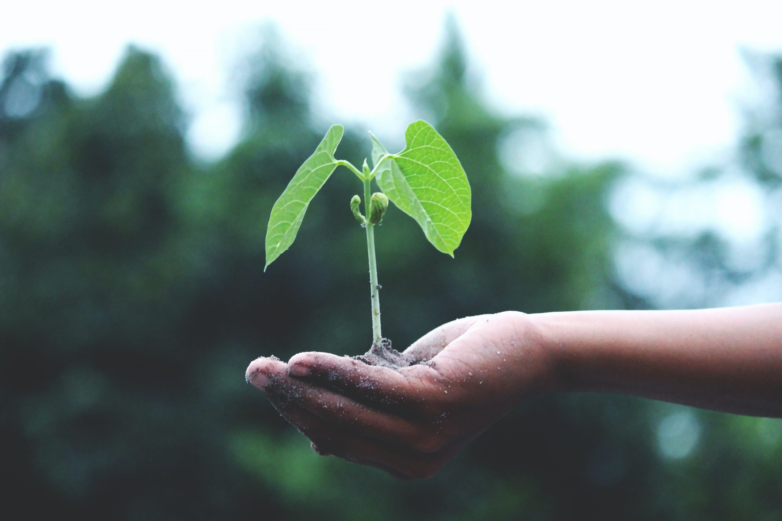 Dar Cuidado, una mano sosteniendo una planta